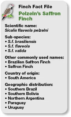14_Fact_File_Pelzelns_Saffron_Finch.jpg