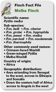 15_Fact_File_Melba_Finch.jpg