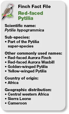 17_Fact_File_Red-faced_Pytilia.jpg