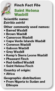18_Fact_File_Saint_Helena_Waxbill.jpg