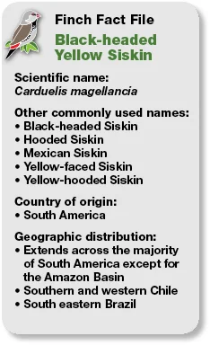 20_Fact_File_Black-headed_Yellow_Siskin.jpg