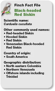 21_Fact_File_Black-headed_Red_Siskin.jpg