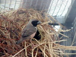 Hen at nest entrance