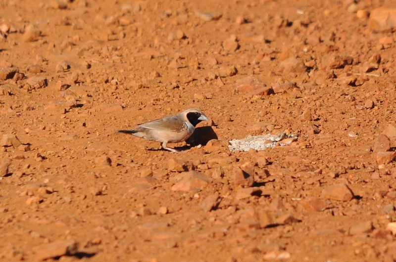 Pictorella Munia