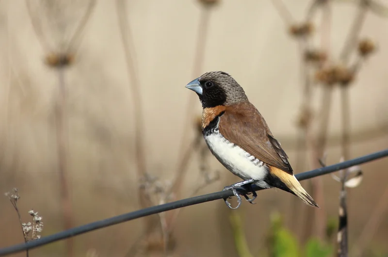 Chestnut-breasted Munia. Photo: Chris Wiley