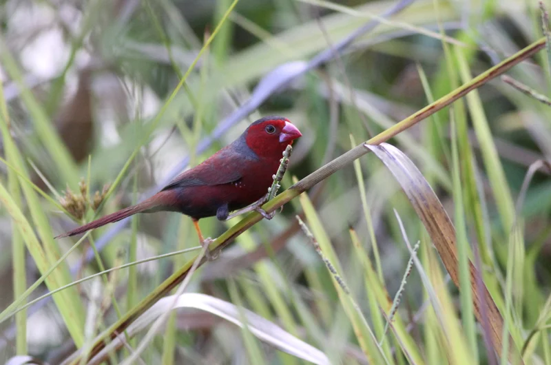 Crimson Finch (Neoc hmia phaeton) . Photo: Chris Wiley
