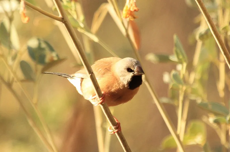 Black-throated Grassfinch. Photo: Julian Teh