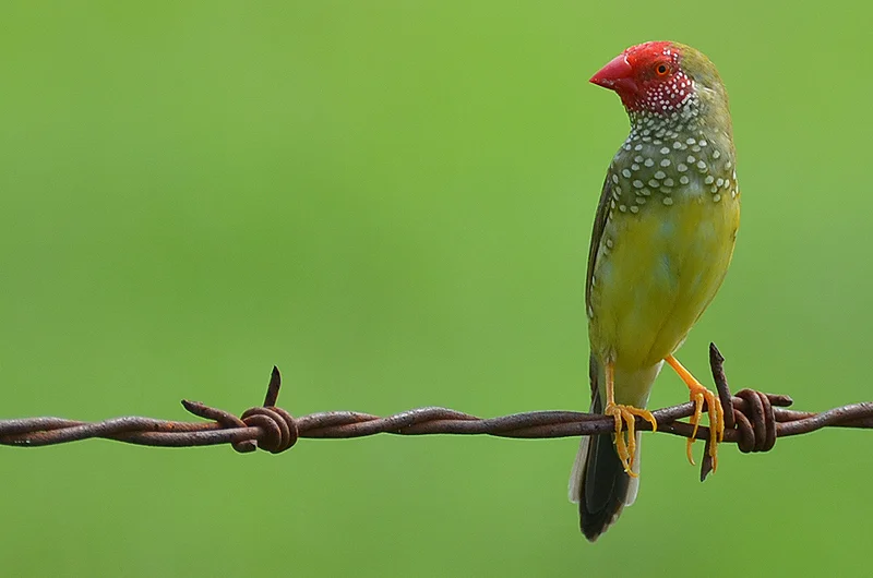 Star Finch