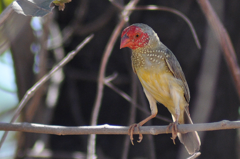 Star Finch