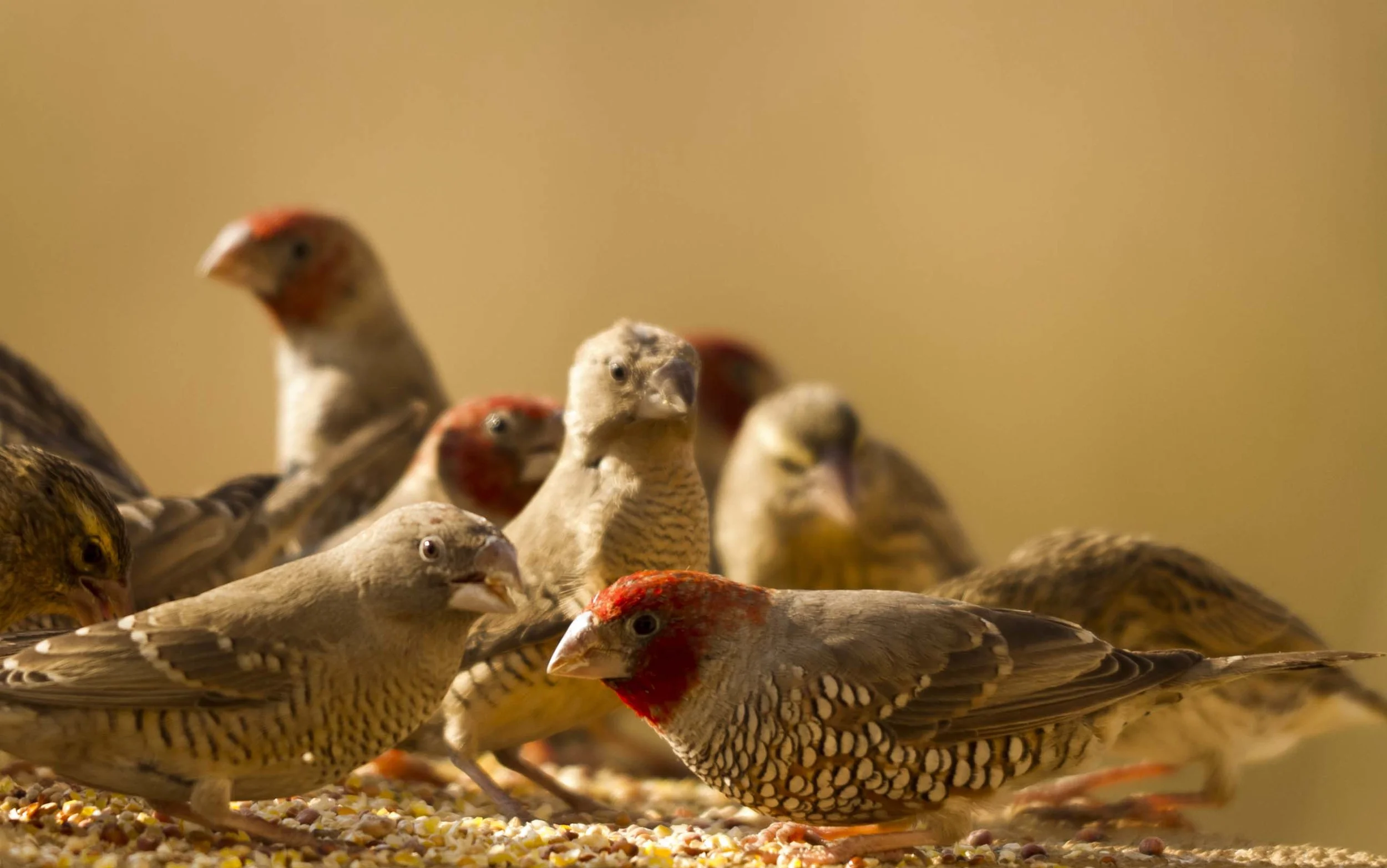 Red-Headed Finch or Aberdeen Finch (Amadina erythrocephala). Photo: Frans Naude