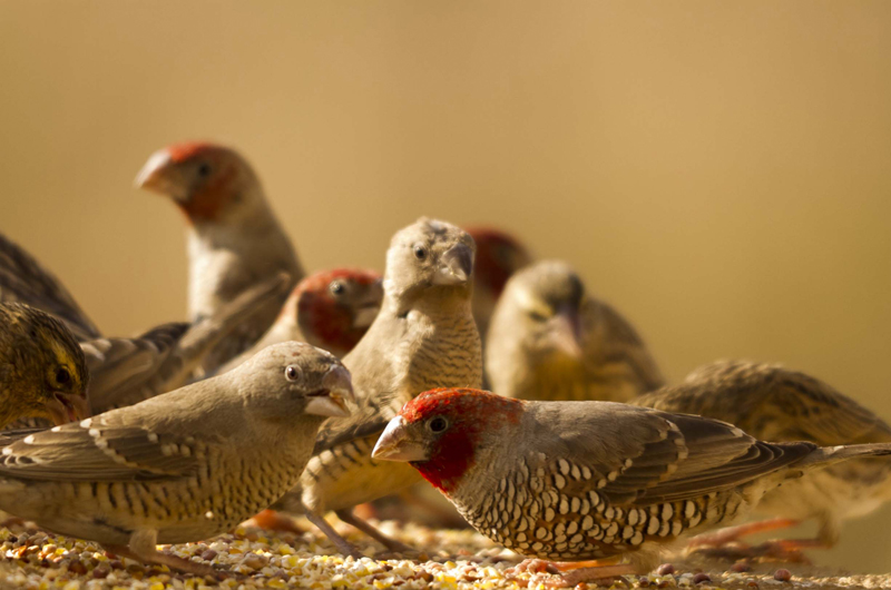 Red-Headed Finch or Aberdeen Finch