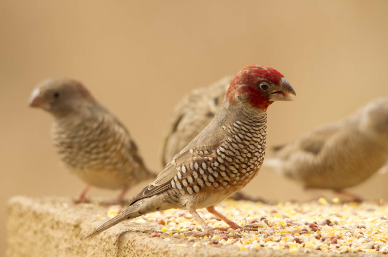 Red-Headed Finch or Aberdeen Finch