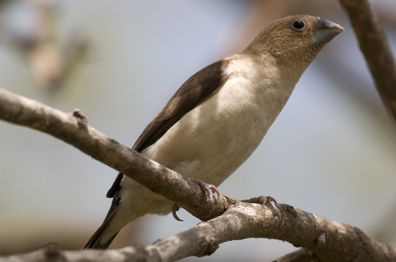 African Silverbill ( Lonchura cantons ) . Photo: Thom Haslam