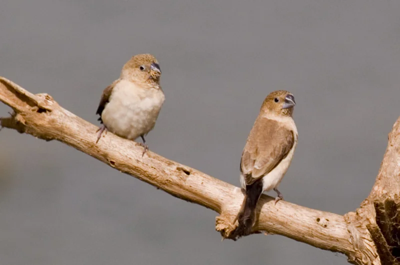 Pair of African Silverbills ( Lonchura cantons ) . Photo: Thom Haslam