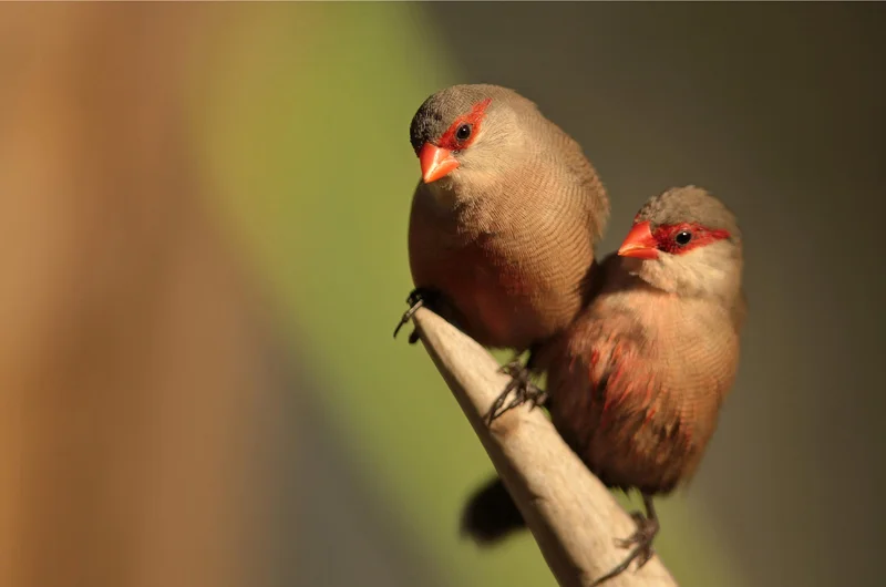 Pair of St. Helena Waxbills or Common Waxbills ( Estrilda astrild ) . Photo: José Luís Barros