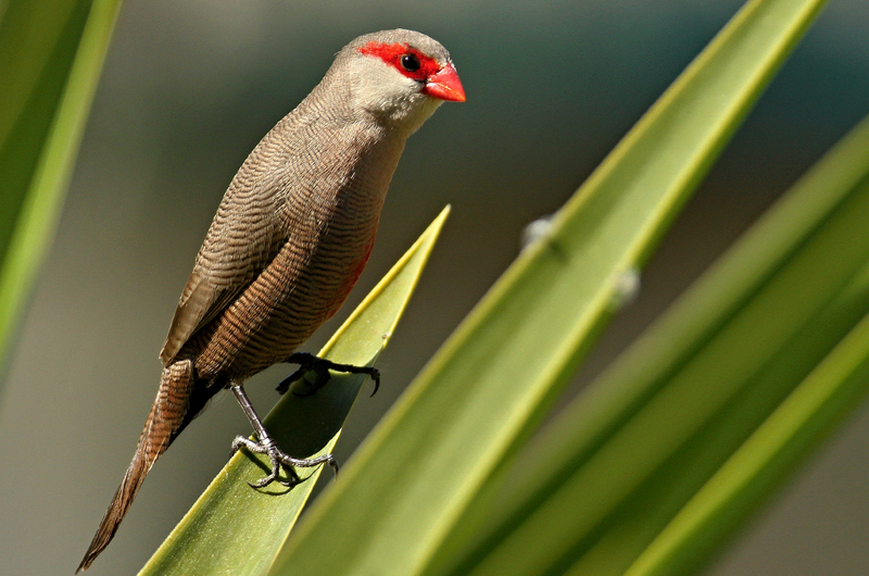 St. Helena Waxbill