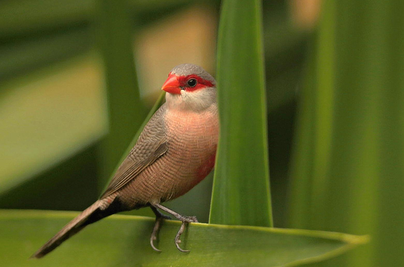 St. Helena Waxbill