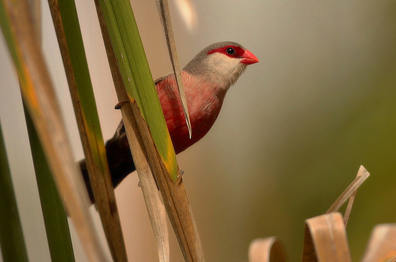 St. Helena Waxbill or Common Waxbill