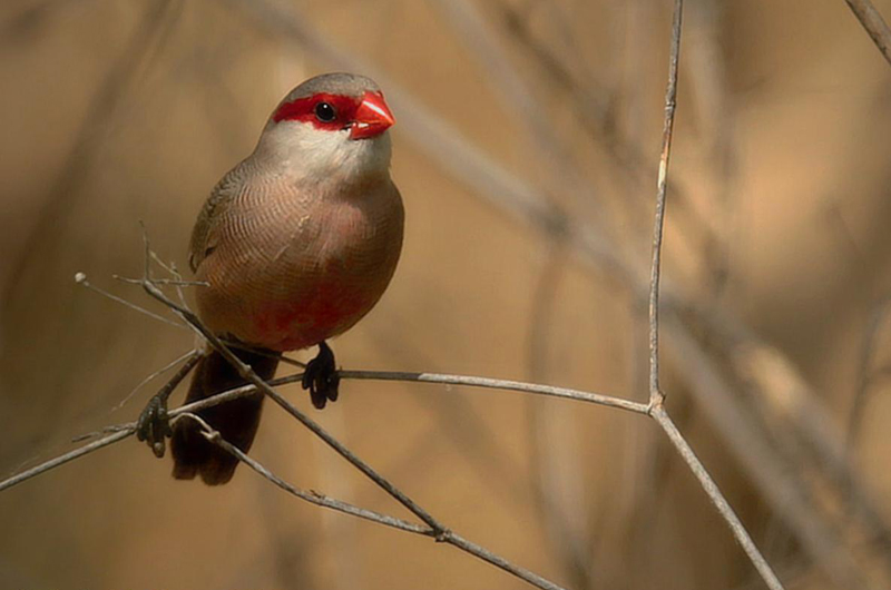 St. Helena Waxbill or Common Waxbill ( Estrilda astrild ) . Photo: José Luís Barros