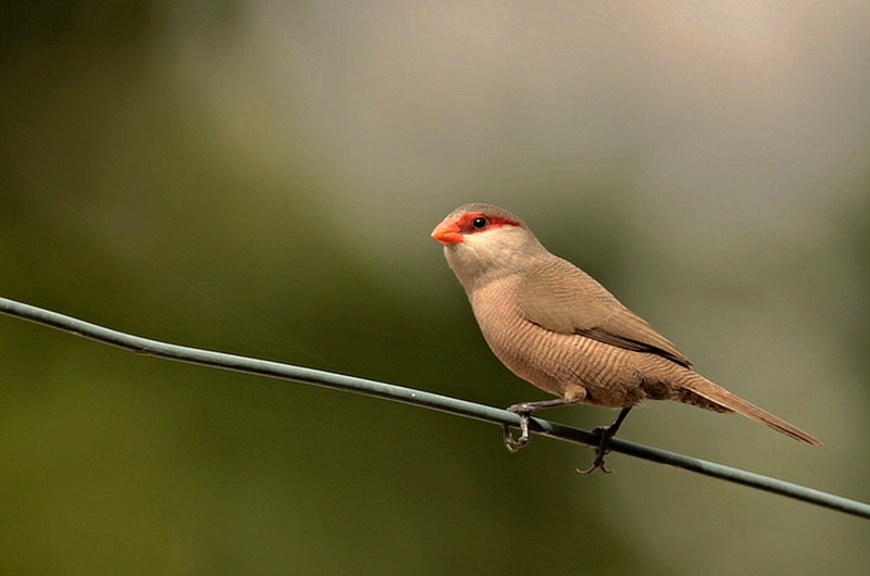 St. Helena Waxbill