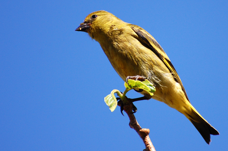  Black-Headed Yellow Siskin. Photo:&nbsp; Dario Sanches  