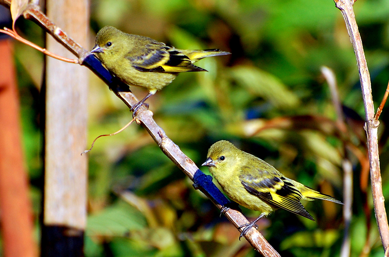 Black-Headed Yellow Siskin. Photo: Dario Sanches