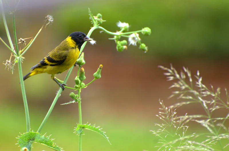 Black-Headed Yellow Siskin