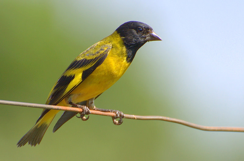 Black-Headed Yellow Siskin