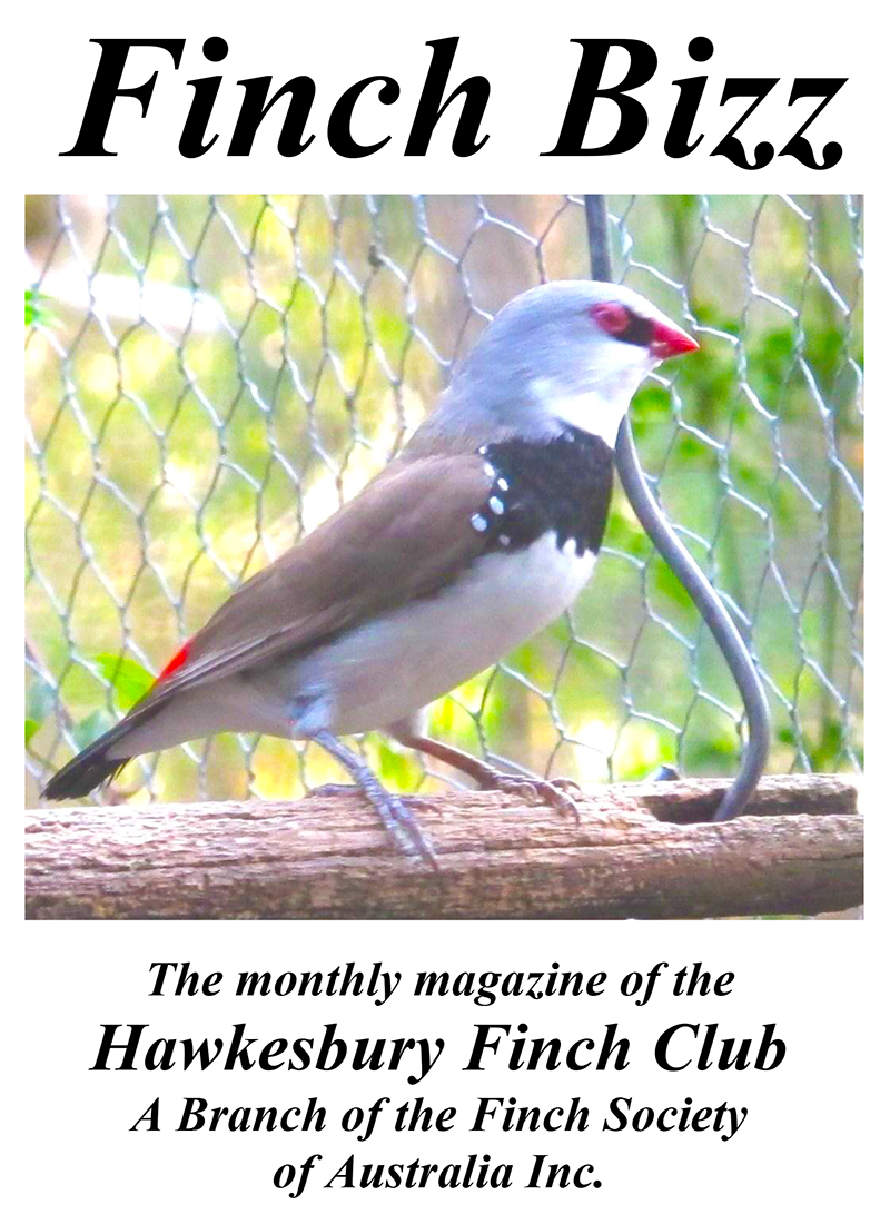 New redesigned format of Finch Bizz