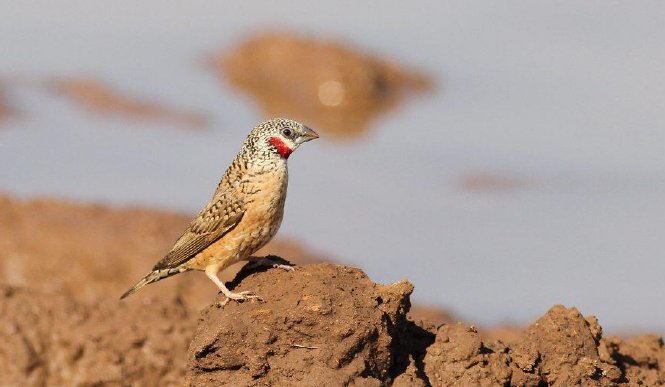 Cut-throat finch