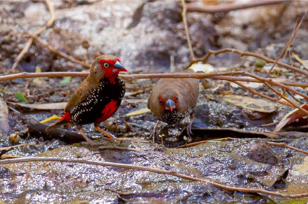 Painted finch