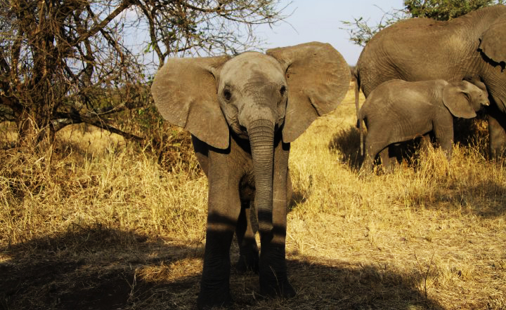 Dieren: er staan nu zo'n 1000 dieren op de lijst van bedreigde diersoorten, waaronder de olifant, de papegaai, de gorilla en de tijger