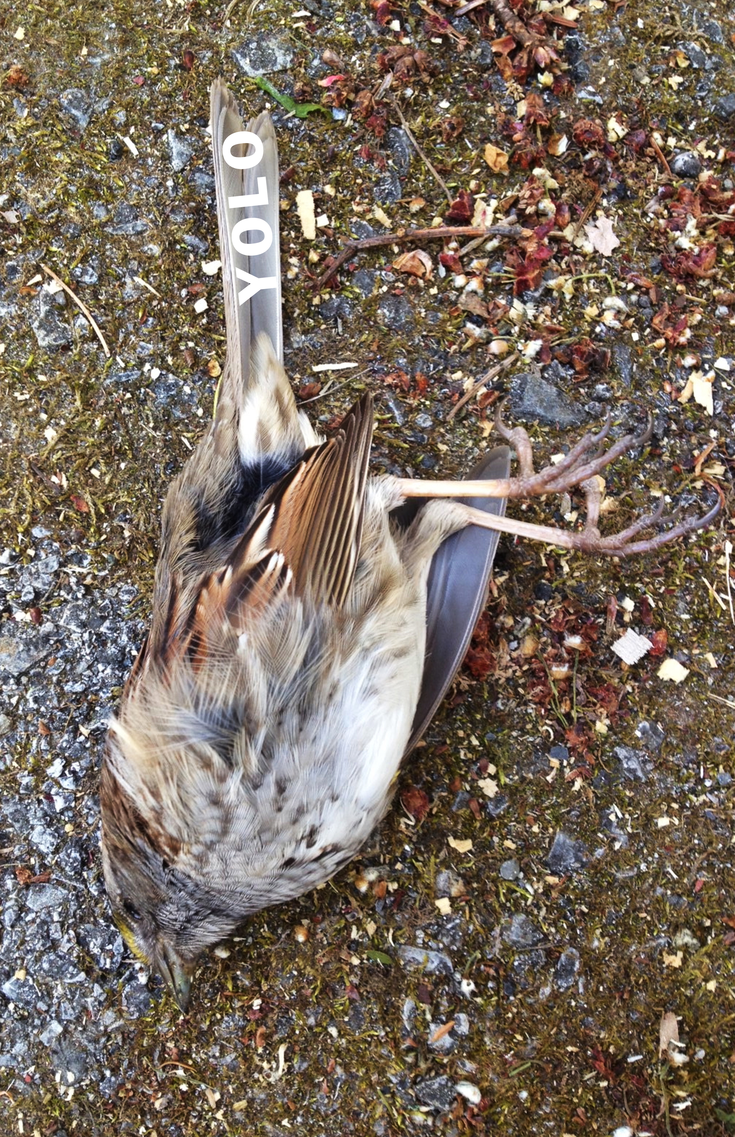 bird dead.jpg