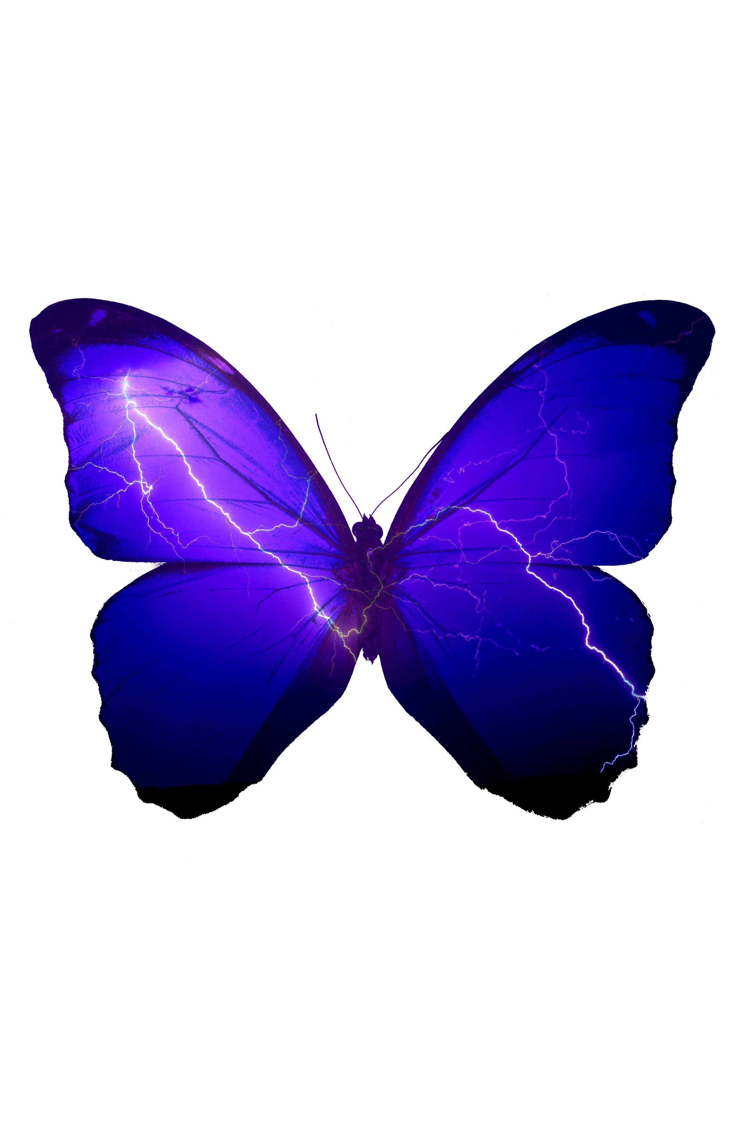 BUTTERFLY5_.jpg