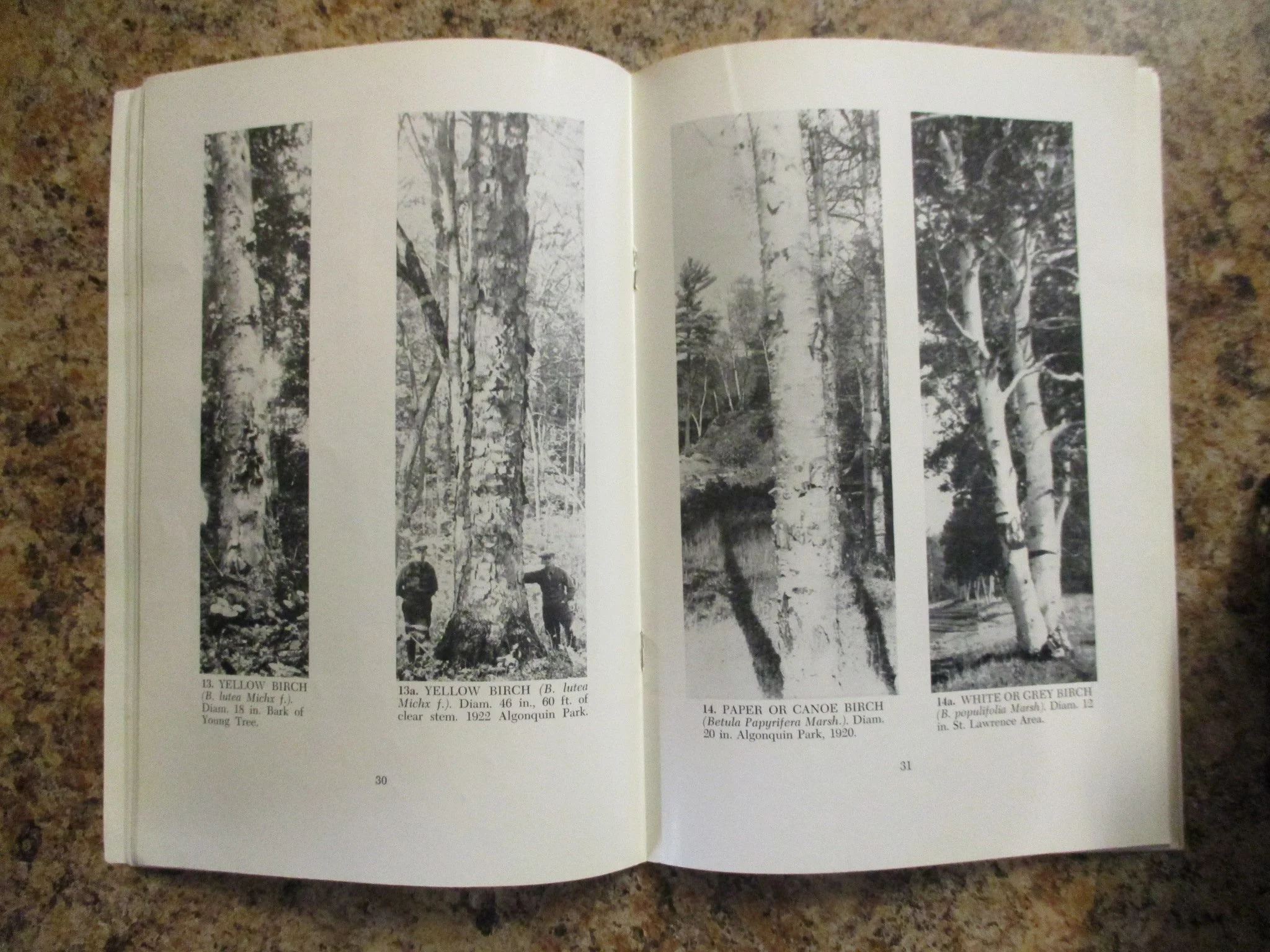 004375 - Hardwood Trees Ontario 4.JPG