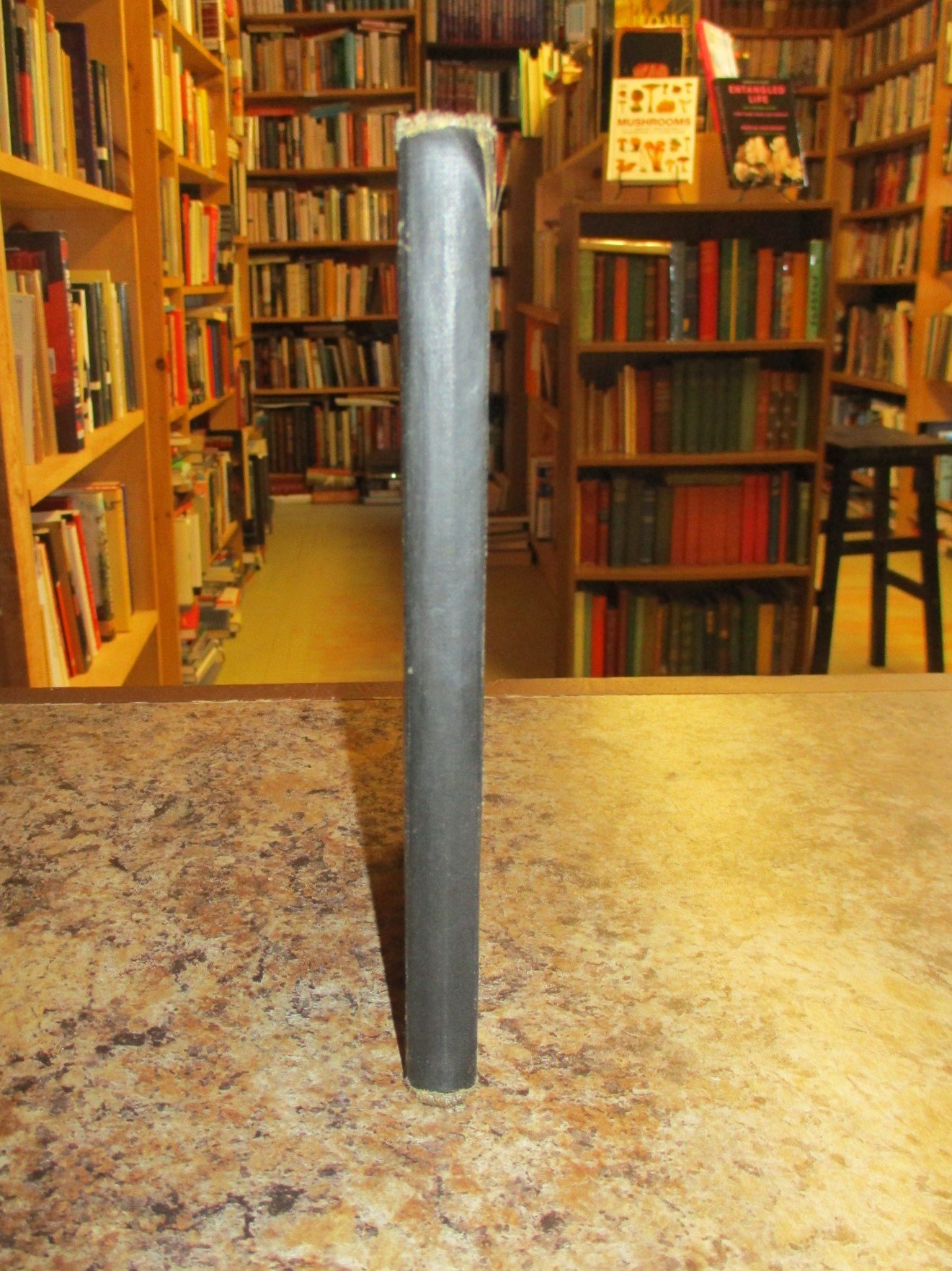 001558 - Obvious Adams 3.JPG