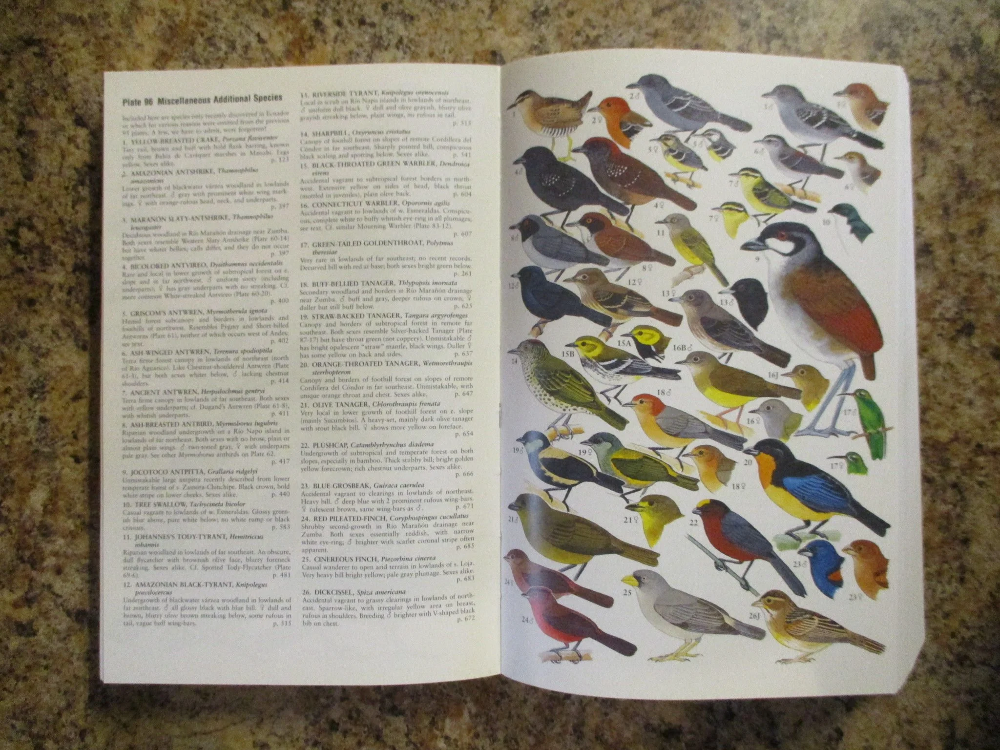 004088 - Birds of Ecuador 5.JPG