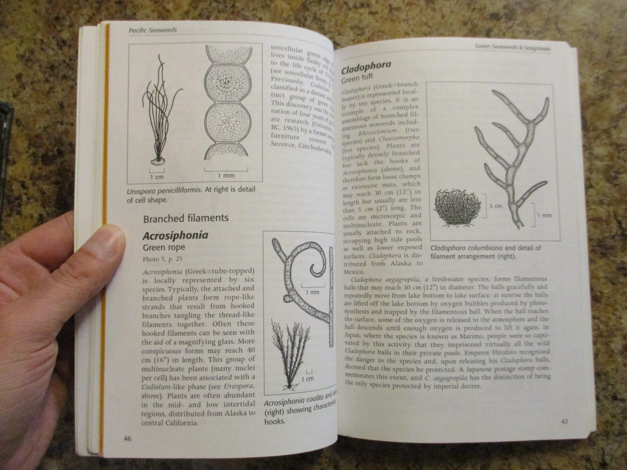 004260 - Pacific Seaweeds 5.JPG