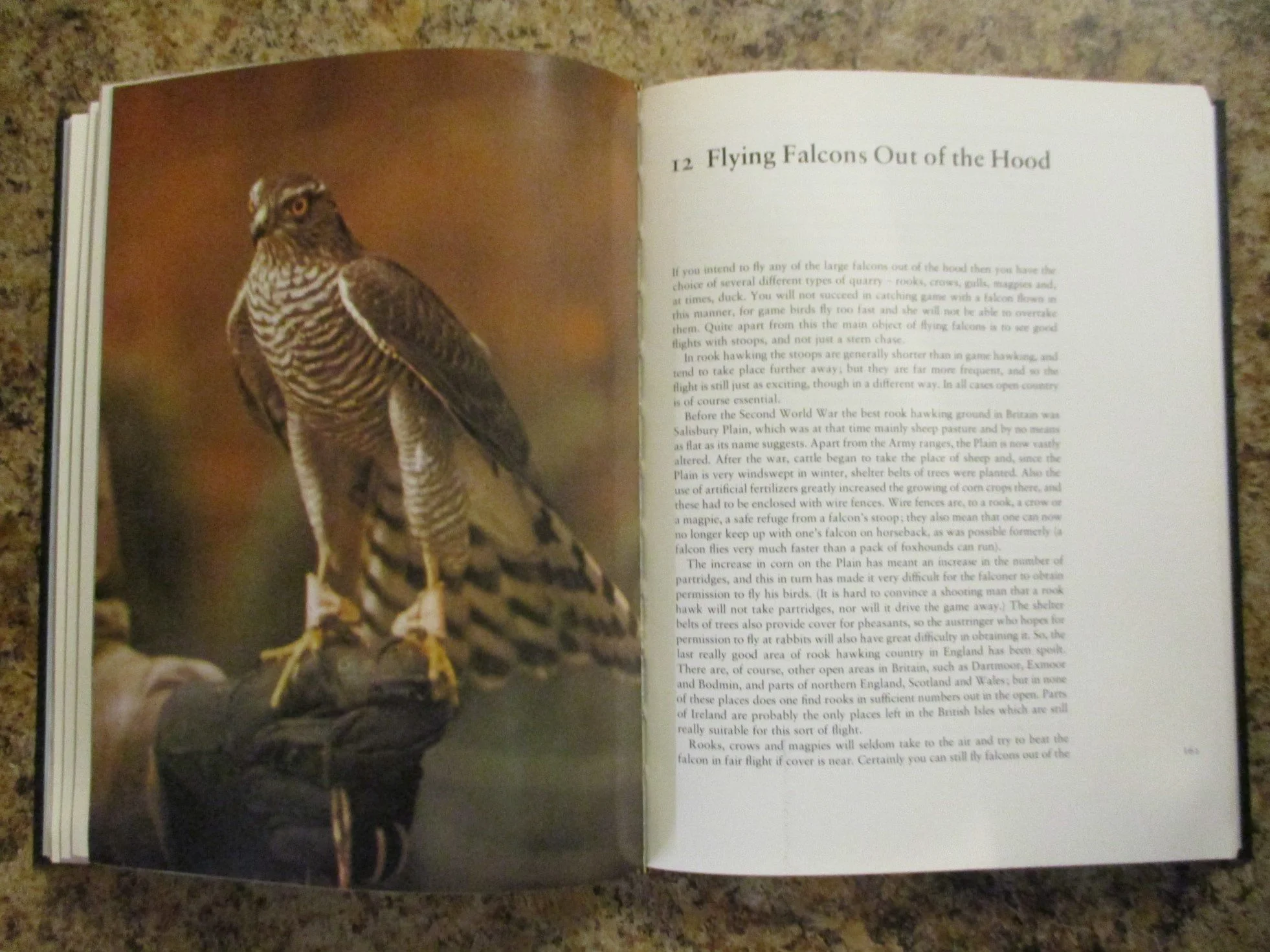 004212 - Falconry and Hawking 6.JPG