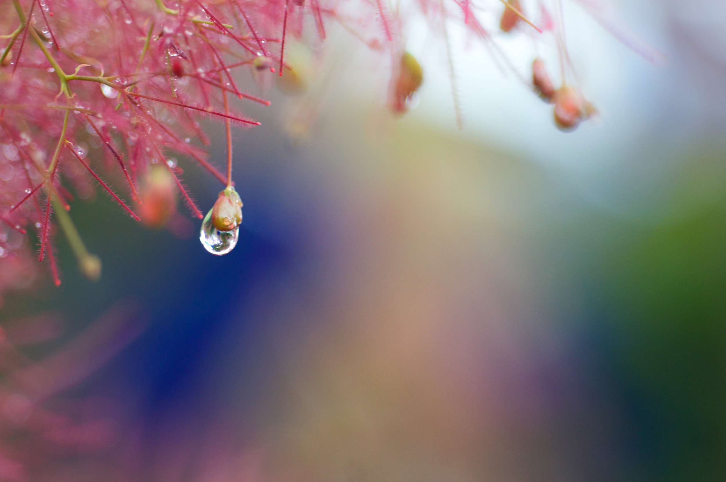 Drop