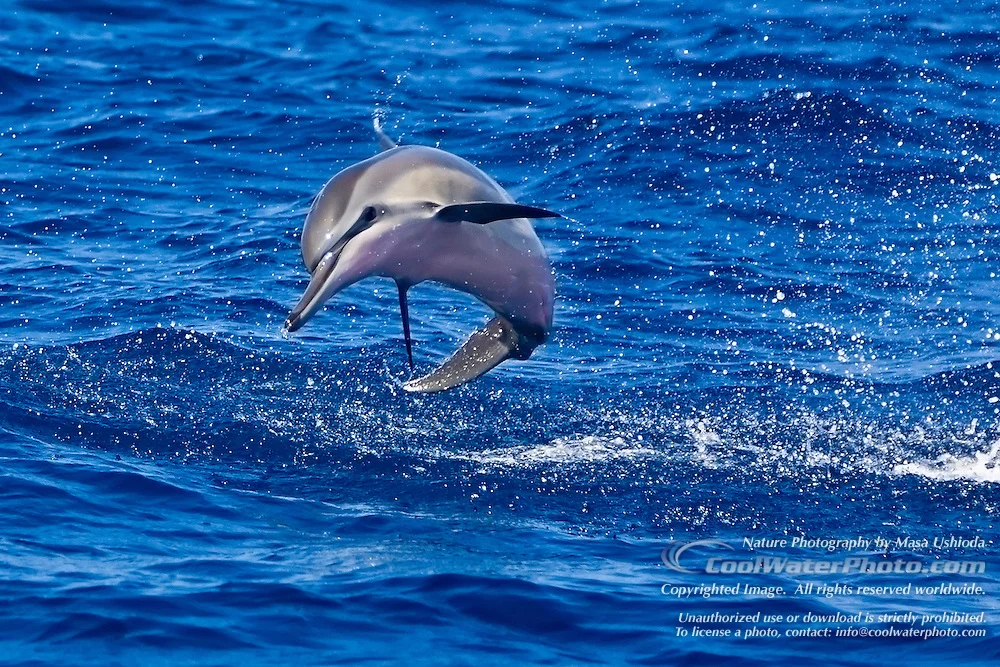 Spinner-Dolphin-Hawaiian-0177.jpg
