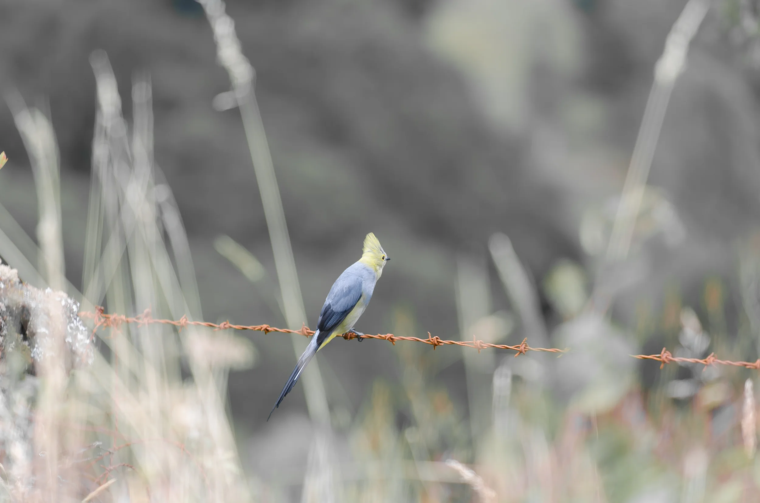 DSC_7241.jpg