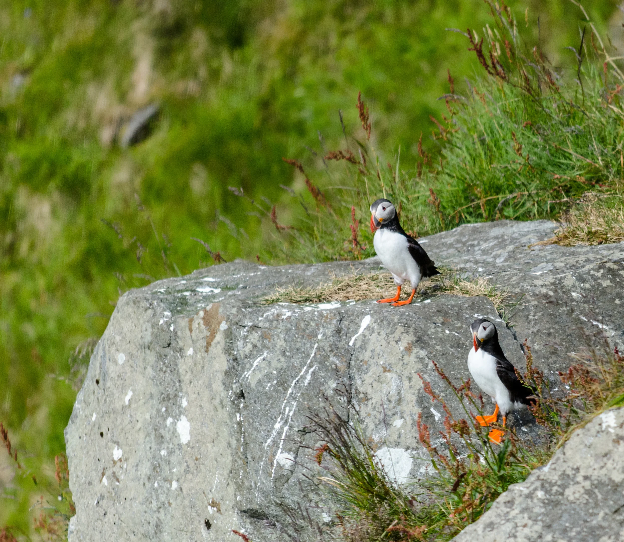 DSC_4509.jpg