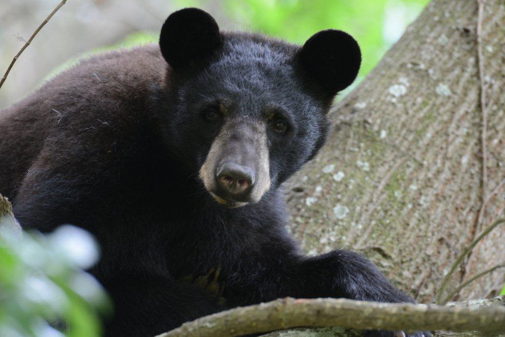 "Black Bear 1" - Jay Exum