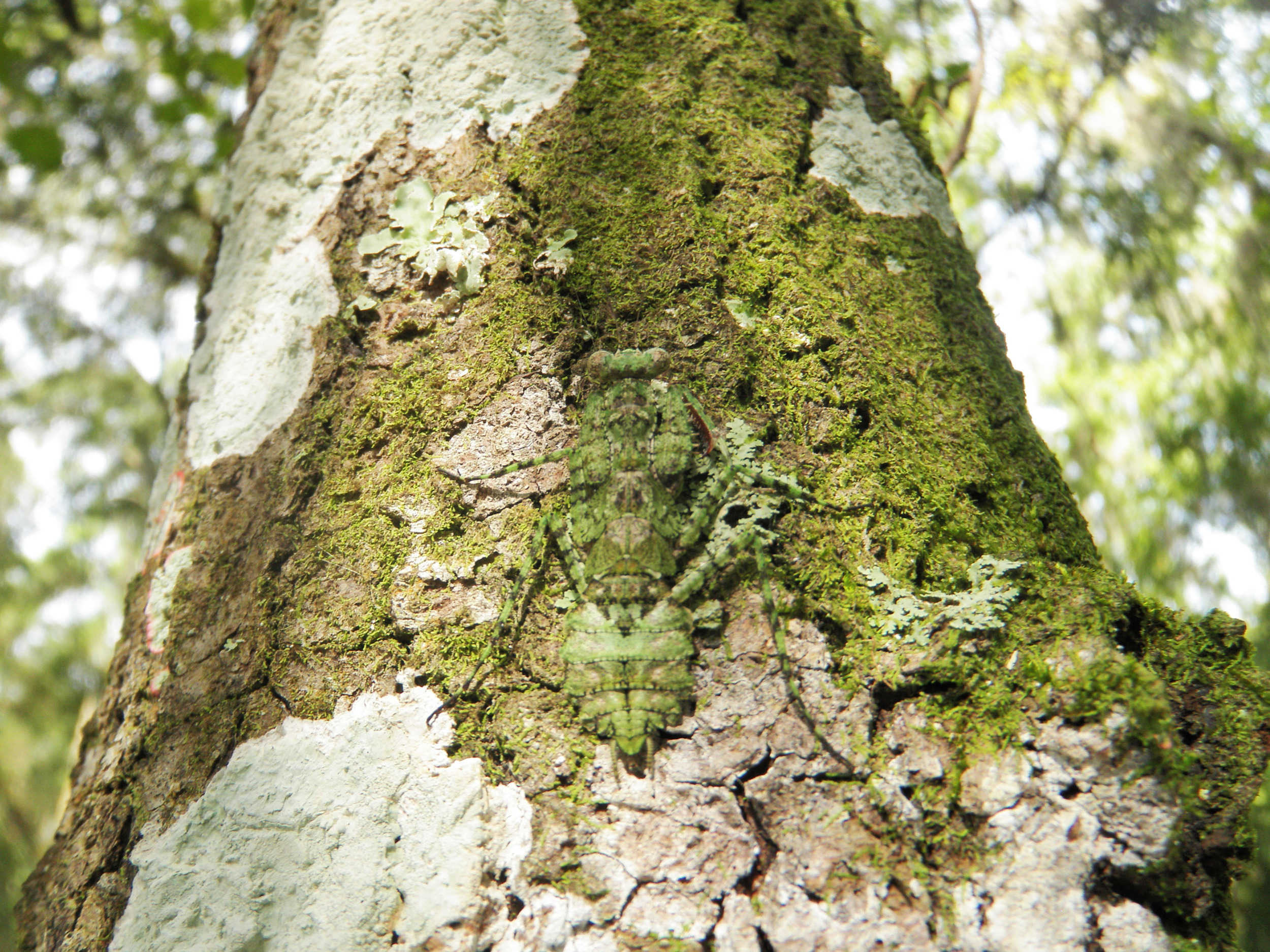 "Perfectly Camouflaged, Lichen Mimic Mantis" - CJ Greene