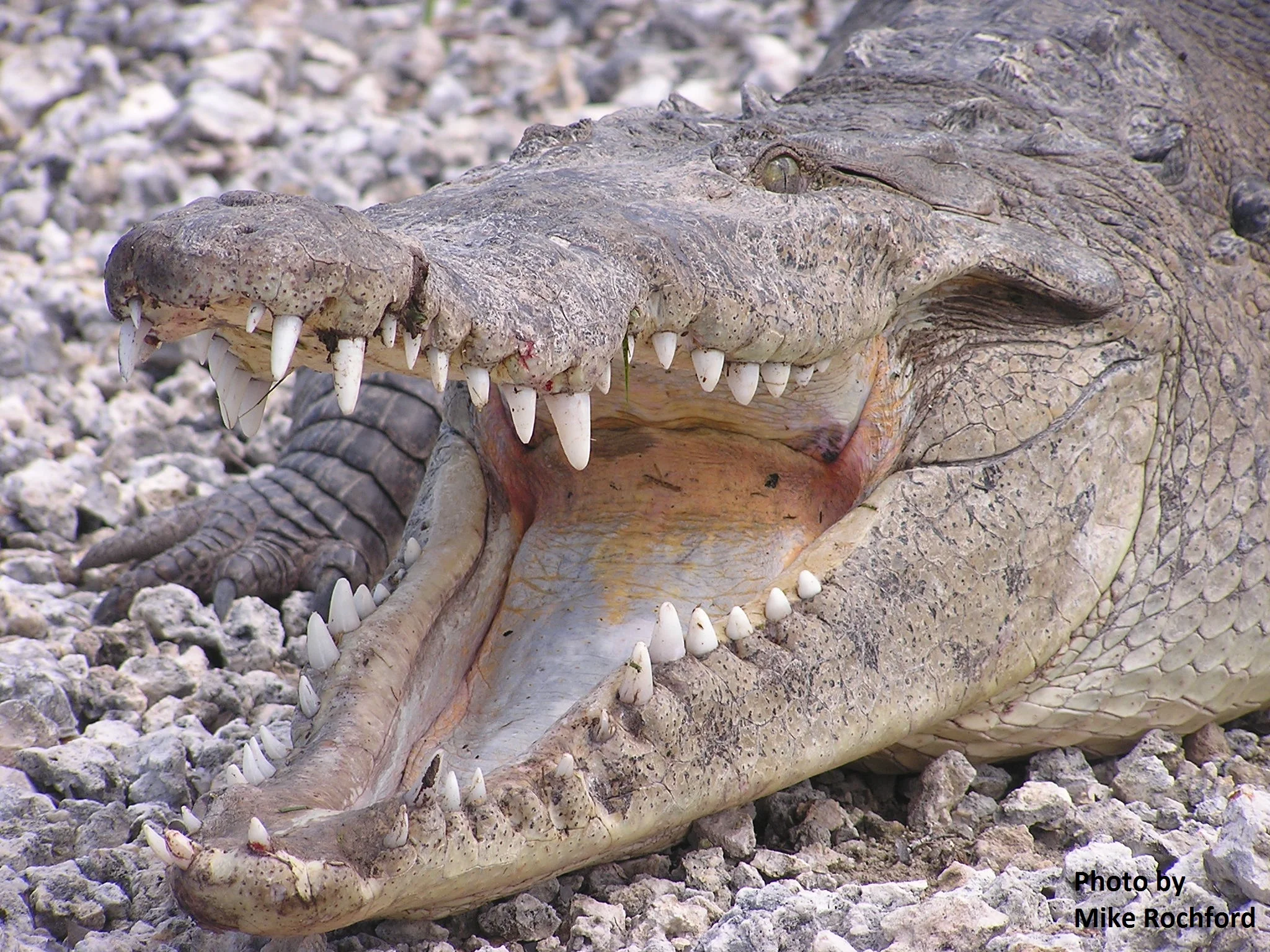 Species Spotlight:  American Crocodile