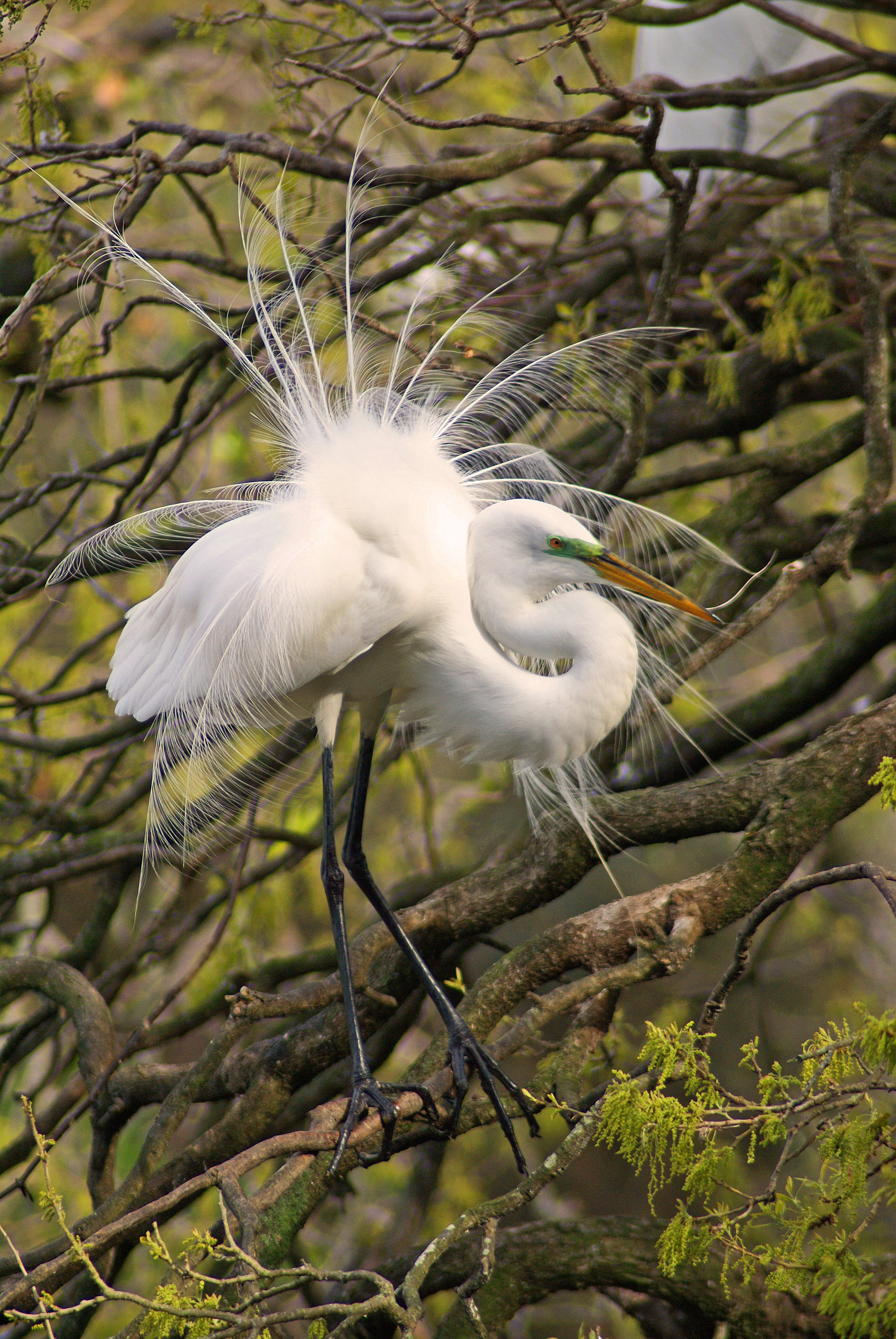 "Great Egret" - Robert Mindick