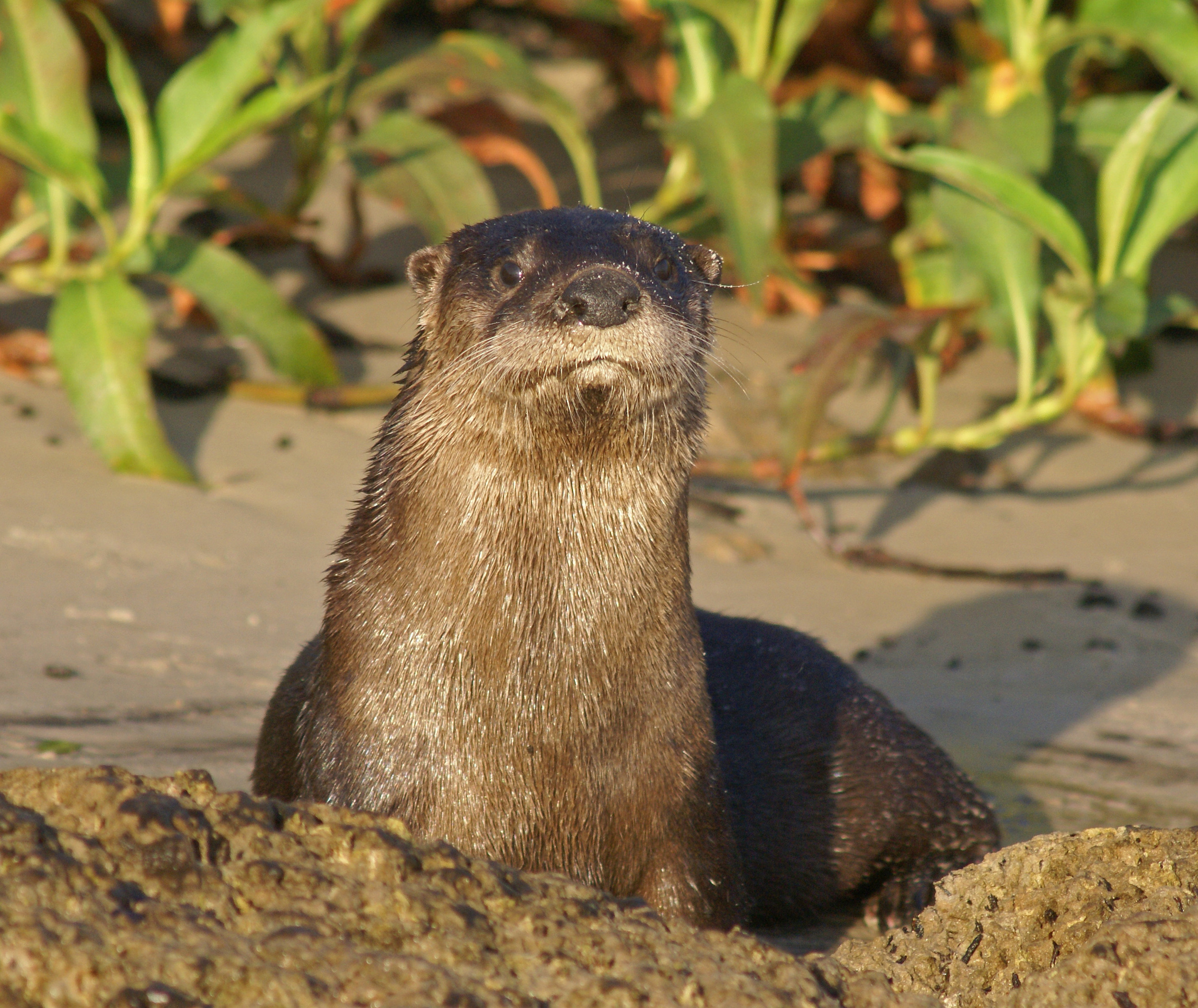 "North American River Otter" - Robert Mindick