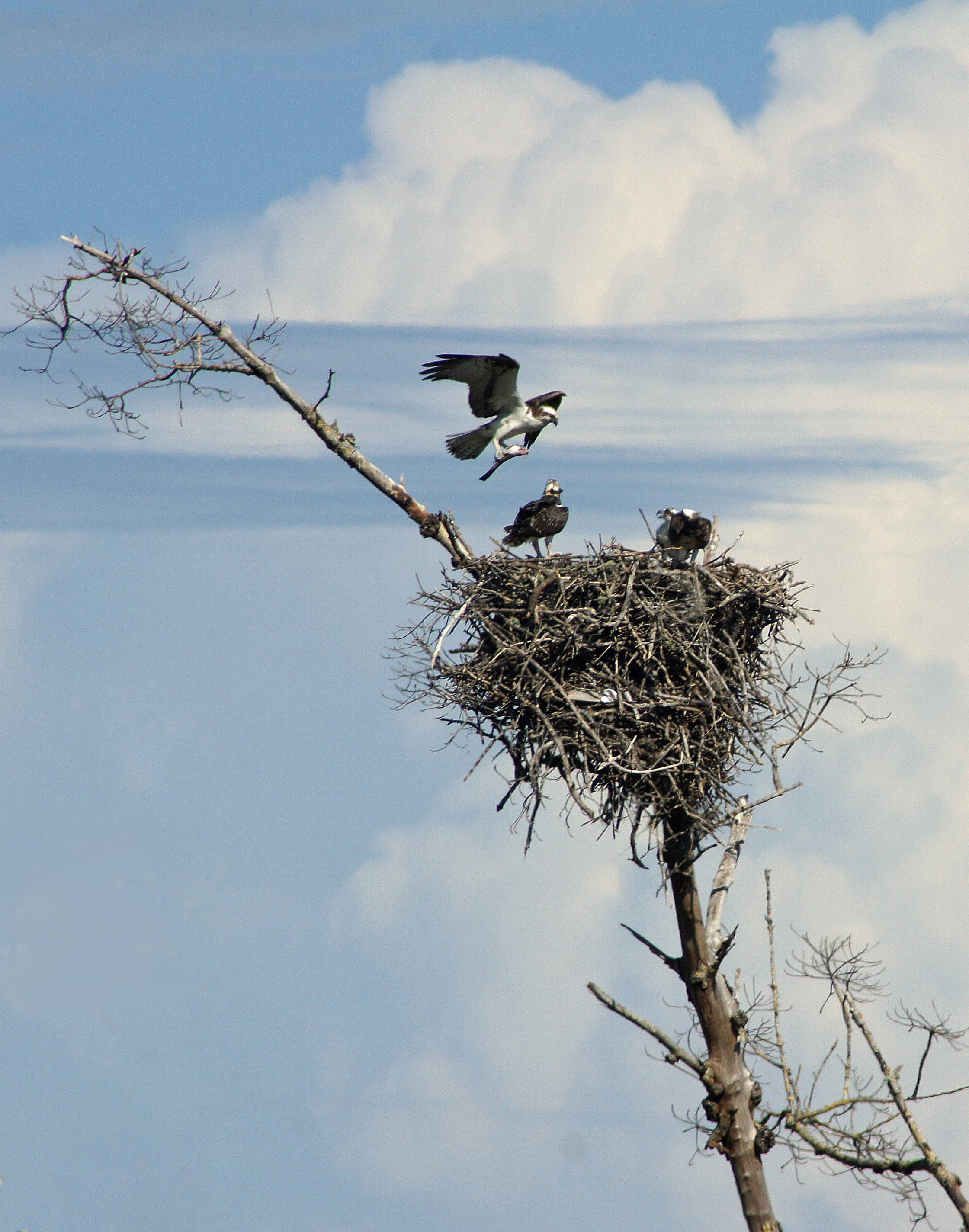 "Osprey" - Robert Mindick