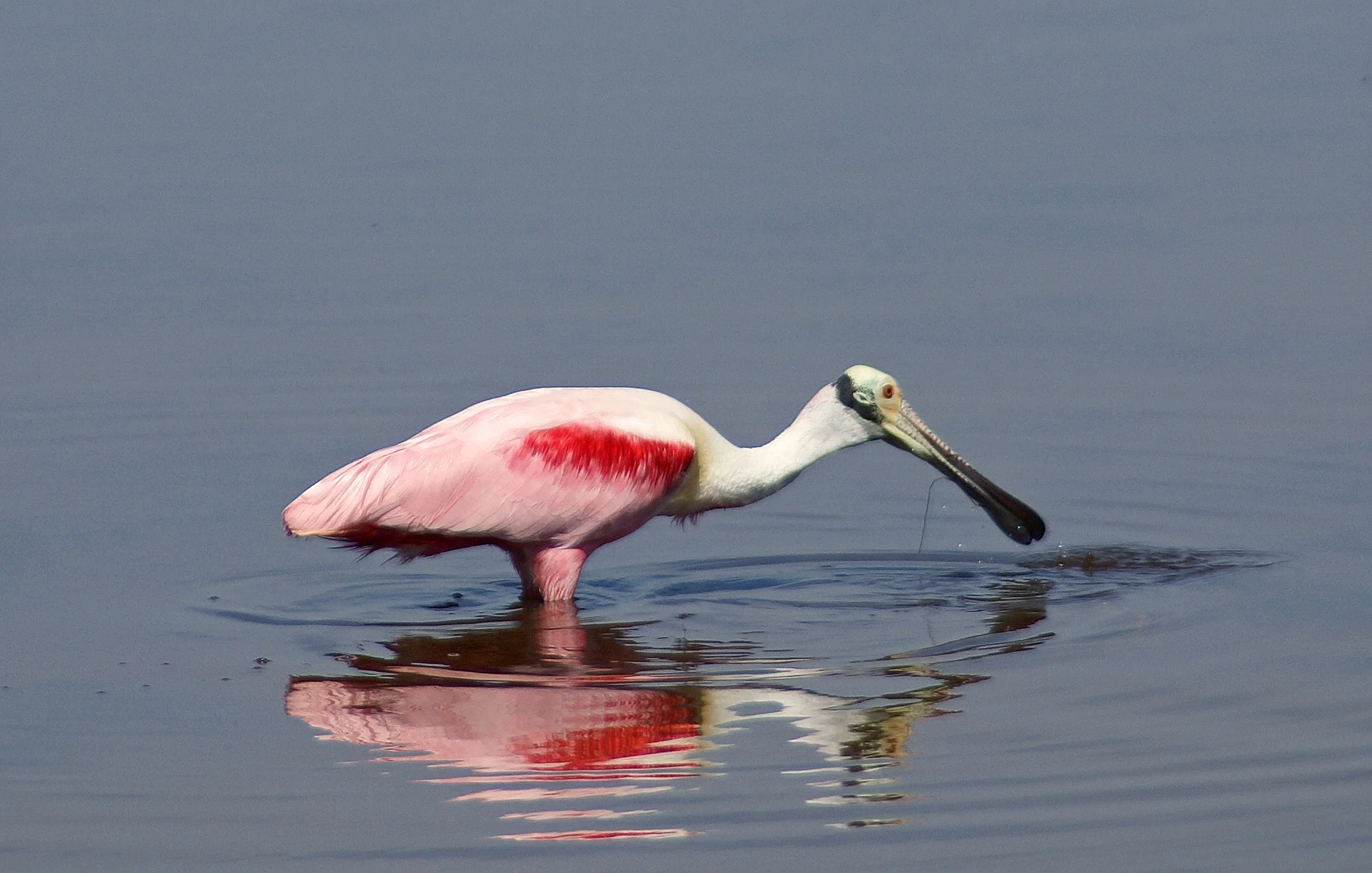"Roseate Spoonbill" - Robert Mindick